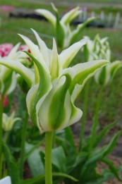 Tulp Greenstar